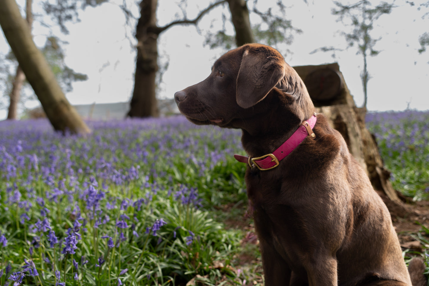 Heart Embossed Dog Collar