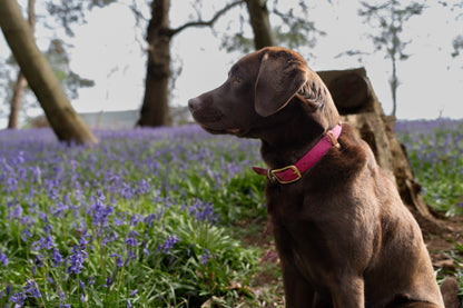 Heart Embossed Dog Collar