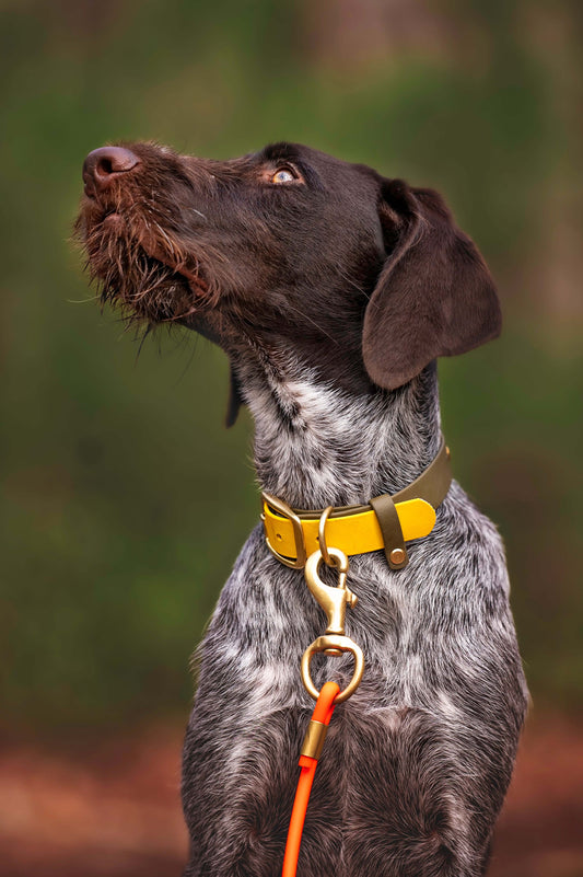 Mystery - Two Tone Waste Saving 🌎 Dog Collar