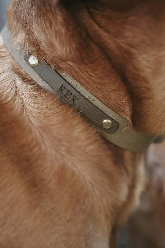 Collar with dogs name printed on it, while the dog is wearing it close up 