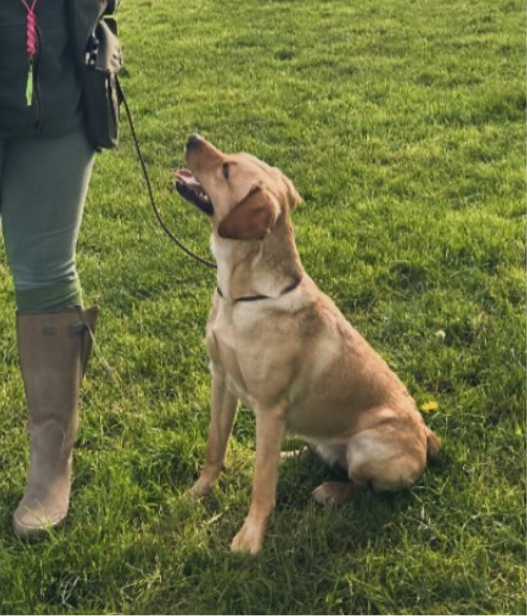 Working dog leads shops