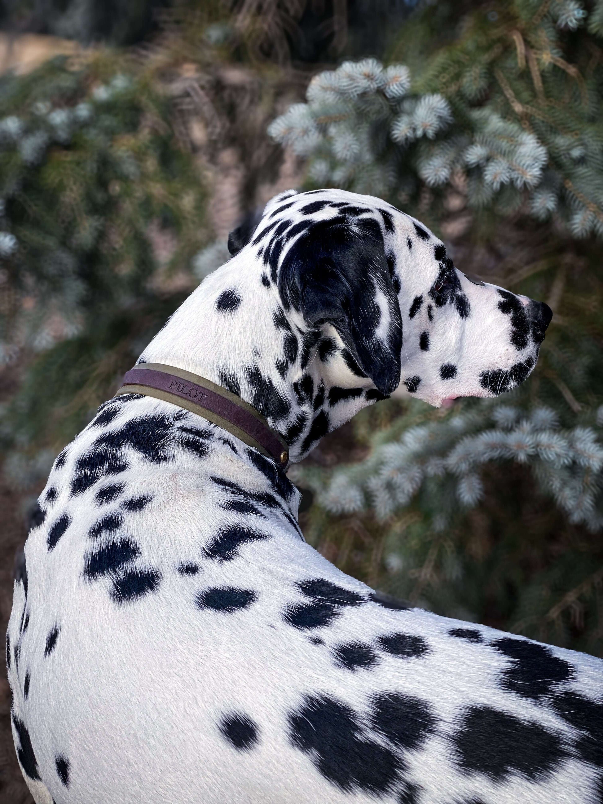 Dog wearing a khaki dog collar with a brown name plate with the dogs name embossed on